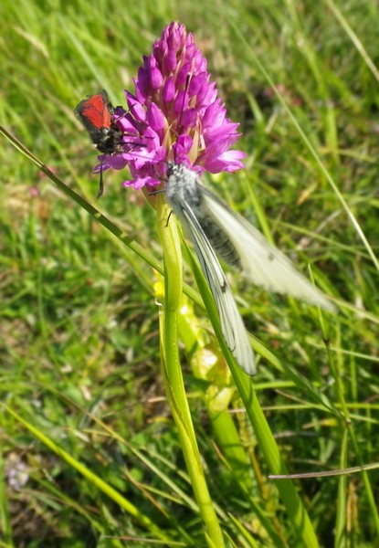 Anacamptis pyramidalis e farfalle